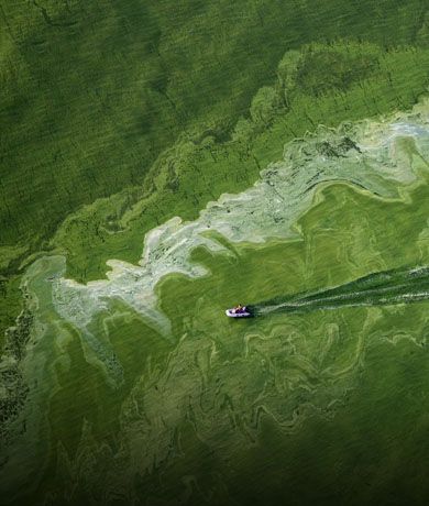 Harmful Algal Blooms Lake Erie
